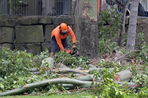 Best Tree Removal Service  in USA